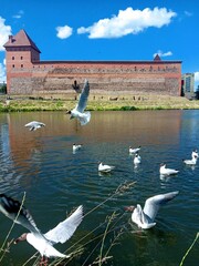 swans on the river