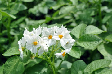 Flowering potato. Potato flowers blossom in sunlight grow in plant. White blooming potato flower on...