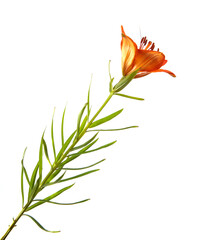 Lily flower Isolated on a white background. Bud of an orange flower of a lily close-up, isolate. Floristics