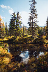 Beautiful autumn pine forest