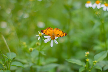 Orange butterfly clinging to white flowers