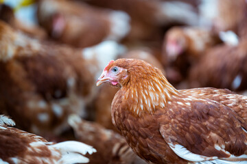 Brown chickens, hens in farm.