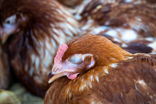 Brown chickens sleeping, hens in farm.