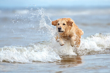 happy golden retriever dog jumping in the sea water