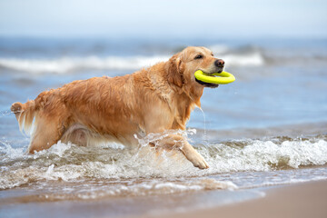 golden retriever dog fetching a toy ring from the water