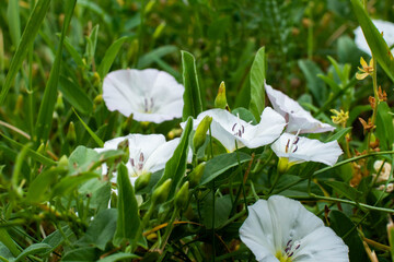 field bindweed blossoms in white on a summer sunny day