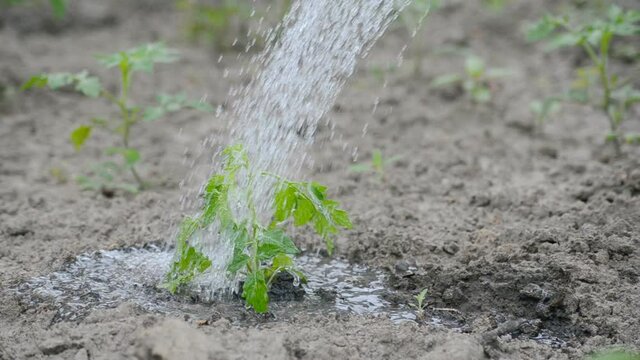 Farmer watering growing plants, rescuing from drought. Real pure organic farming.