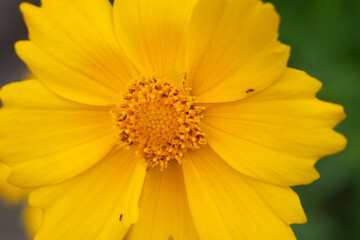 Huge yellow flower in full screen. The middle of the flower is clearly visible. Several small insects crawl along the petals