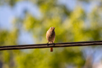 Black redstart sitting on electric cable, close up	