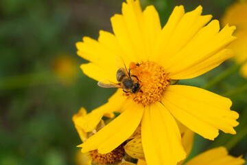 the bee collects nectar on a yellow flower. The insect has pollen on its legs. The copy space at the left for test. Blurred background.