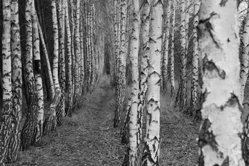 las brzozowy - obrazy, fototapety, plakaty