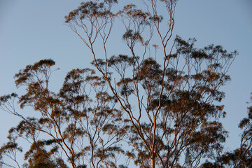 gum tree in sunset