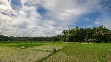 Fototapeta na wymiar rice field on the tropical island of Bohol