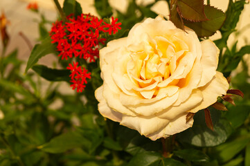 Rose of the pastel colour on background green sheet in garden