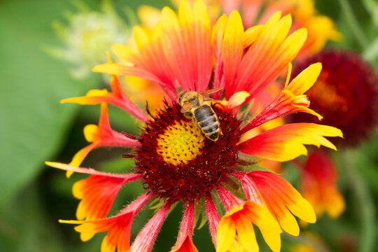 A striped bee sits on an Indian blanket flower collecting nectar. Honey plant. Bokeh.