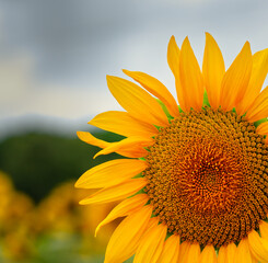 A closeup of a beautiful sunflower in a field.