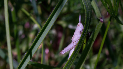 a grasshopper sits on a blade of grass