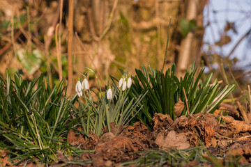 Snowdrops in the sunlight at the edge of the forest