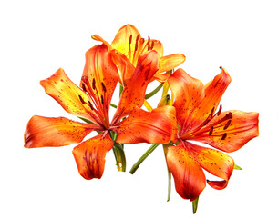 Bouquet of flowers lily isolated on a white background. Buds of an orange lily flower close up, isolate. Floristics