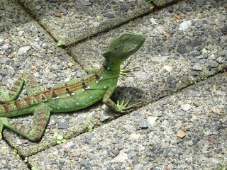 考えるバシリスク（コスタリカ）