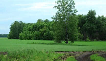 Field of green wheat with tree and blue sky. Natural background