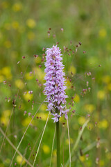 early purple orchid (Orchis mascula) in an English meadow