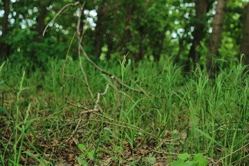 Green grass with dry foliage and forest trees on background