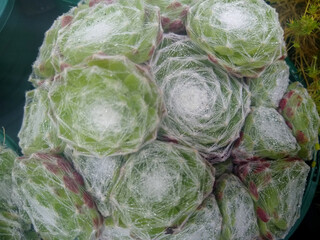 Sempervivum 'Spider's Web'