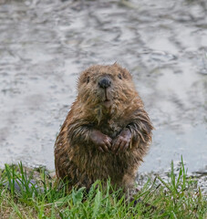 Baby Beaver Kit - A curious baby beaver emerges from the water, sits on its haunches and looks at the world around it. Coulter Bay, Grand Teton National Park, Wyoming. - obrazy, fototapety, plakaty