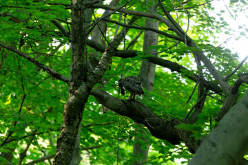 Female Great horned owl in state forest.Natural scene from Wisconsin.