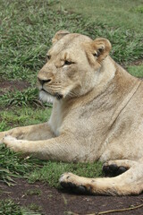 Lioness resting in the wilderness
