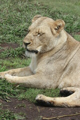 Lioness resting in the wilderness