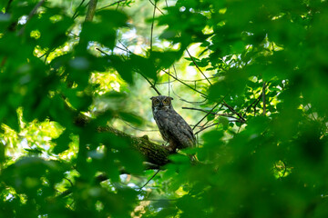 Female Great horned owl in state forest.Natural scene from Wisconsin.