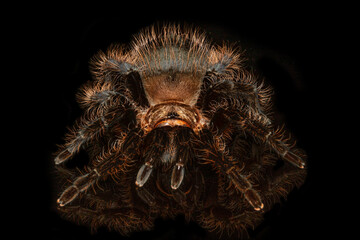 Tarantula grammostola porteri isolated on black background. Grammastola pulchripes on mirror with reflection. Arachnid, fang. Dangerous wildlife.