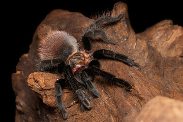 Bolivian red rump tarantula on the old wood isolated on black background. Dangerous wildlife.