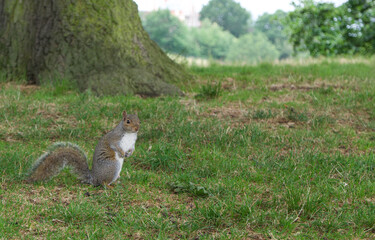 Squirrel on hind legs sitting on grass in front of a tree