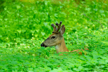Young white tailed deer with growing antlers in velvet. Natural scene  from  Wisconsin state park