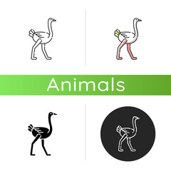 Ostrich icon. Linear black and RGB color styles. Tropical wilderness fauna, african wildlife, zoo animal. Ostrich farm, ornithology. Exotic bird with long legs isolated isolated vector illustrations