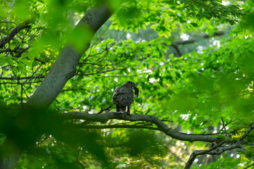 Female Great horned owl in state forest.Natural scene from Wisconsin.