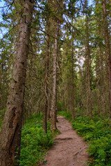 Mountain forest landscape with coniferous forests in summer