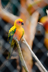 A little orange bird parrot in case