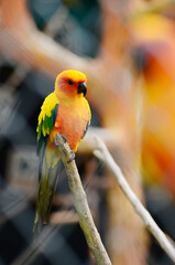 A little orange bird parrot in case