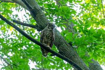 Female Great horned owl in state forest.Natural scene from Wisconsin.