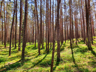 Fototapeta na wymiar pinewood forest in sunshine