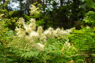 a branch of white Japanese spirea on a blurred forest background