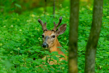 Naklejka na ściany i meble Young white tailed deer with growing antlers in velvet. Natural scene from Wisconsin state park