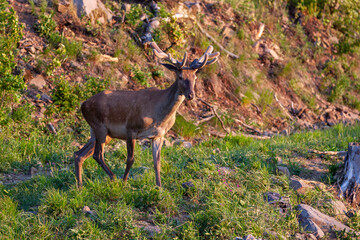 Deer, Cervus elaphus, with antlers growing on velvet. Young deer walking in a young forest. Wild animals in spring.