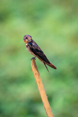 Image of barn swallow bird (Hirundo rustica) on a branch on the natural background. Bird. Animal.