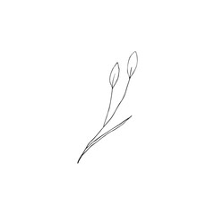 Obraz premium Contour engraving bud. Black and white line art decoration of cotton flower with leaves. Vector isolated clipart. Minimal monochrome hand drawing botanical design.