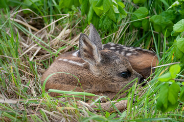 Young wild roe deer hidden in tall grass. Capreolus capreolus. New born roe deer, wild spring nature